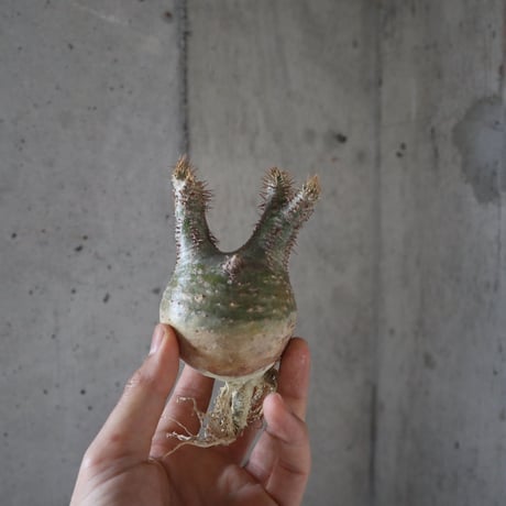 pachypodium gracilius  025