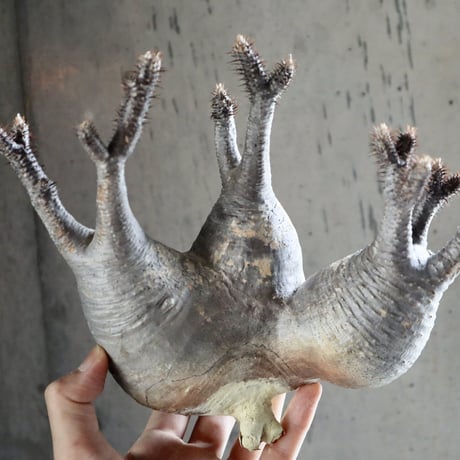 pachypodium gracilius  分頭 018