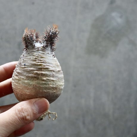 pachypodium gracilius  038