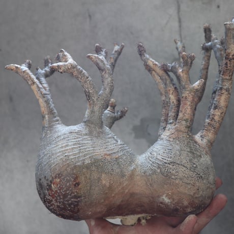 pachypodium gracilius  分頭 027