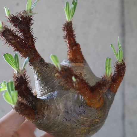pachypodium gracilius  072