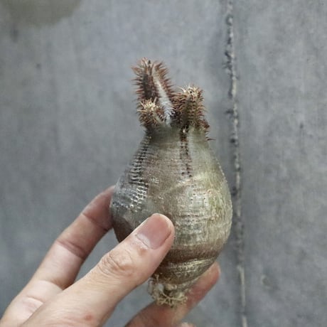 pachypodium gracilius  010
