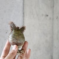 pachypodium gracilius  021