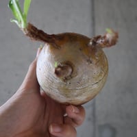 pachypodium gracilius  062