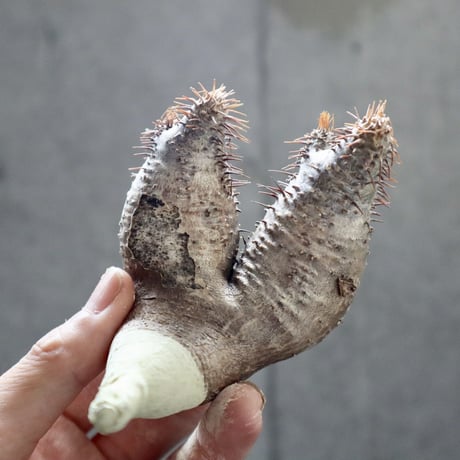 pachypodium gracilius  2頭