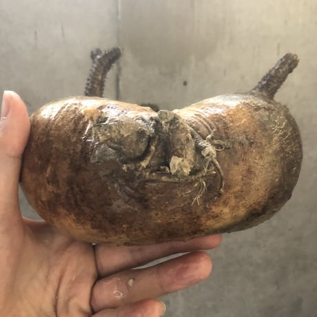 pachypodium gracilius  2頭 002