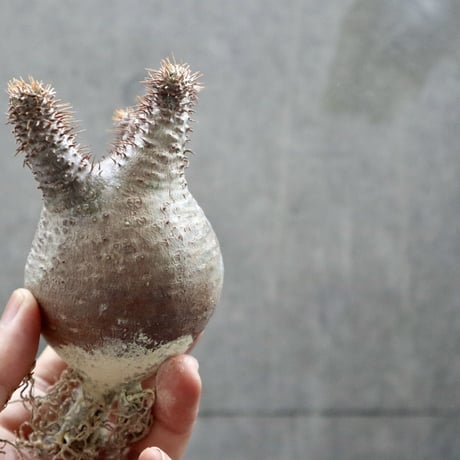 pachypodium gracilius  034