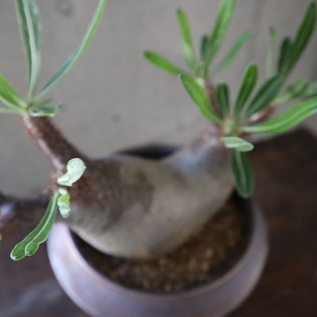 pachypodium gracilius  分頭 035