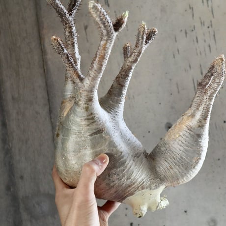 pachypodium gracilius  分頭 021