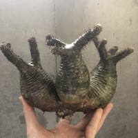 pachypodium gracilius  3頭 002