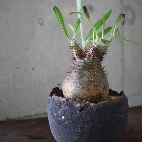 pachypodium gracilius  076