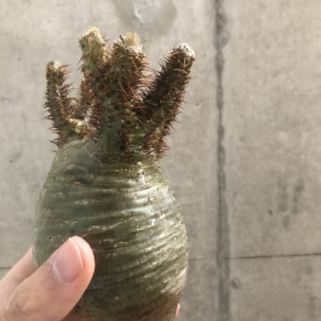 pachypodium gracilius  crest 301