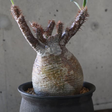 pachypodium gracilius   crest 023