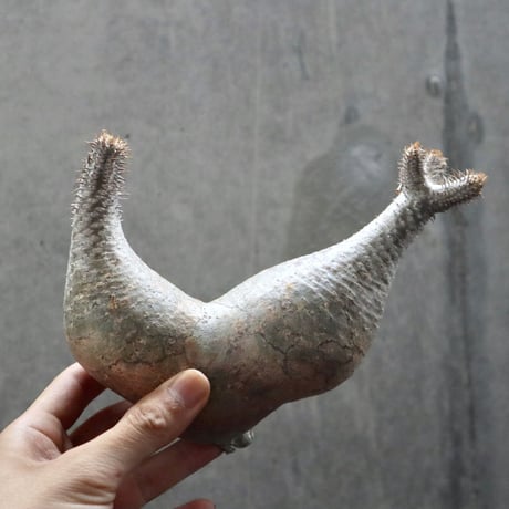pachypodium gracilius  分頭 013