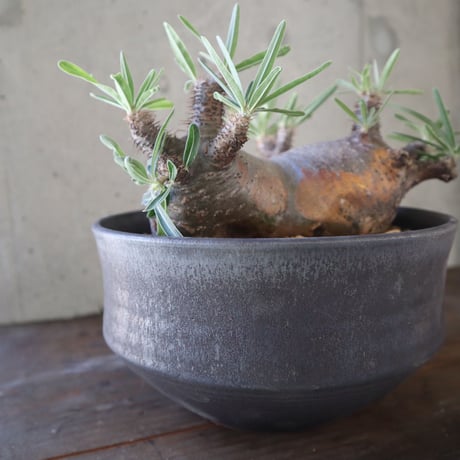 pachypodium gracilius  分頭 031