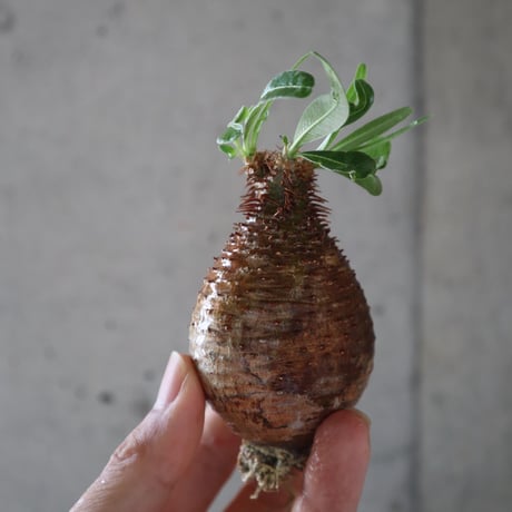 pachypodium gracilius  055