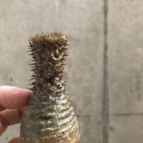 pachypodium gracilius  crest 300