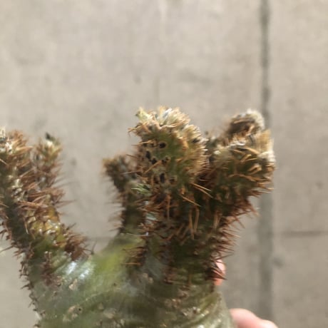 pachypodium gracilius  crest 301