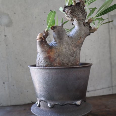 pachypodium gracilius   crest 021