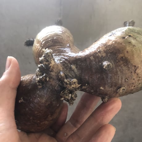 pachypodium gracilius  3頭 002