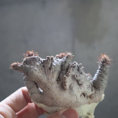 pachypodium gracilius  crest 005