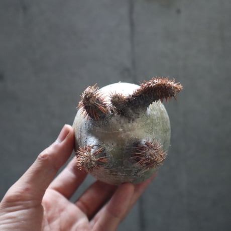 pachypodium gracilius  crest 001