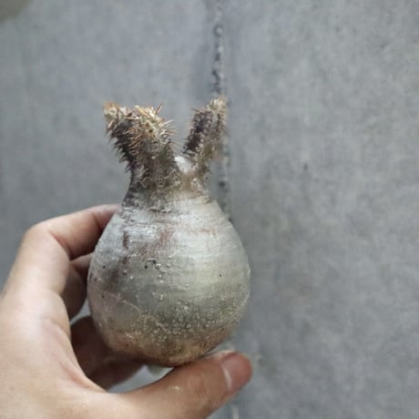pachypodium gracilius  009