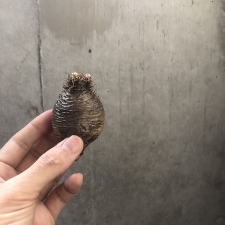 pachypodium gracilius  155