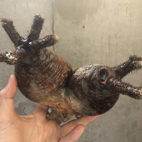 pachypodium gracilius  2頭 002