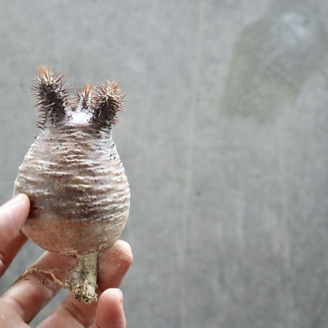 pachypodium gracilius  038