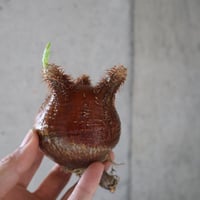 pachypodium gracilius  058
