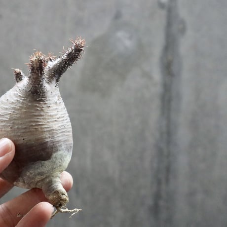 pachypodium gracilius  035