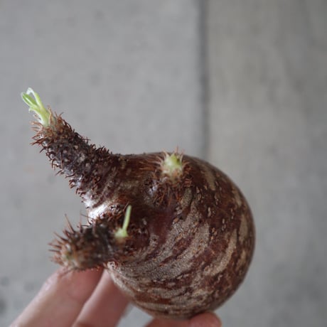 pachypodium gracilius  056