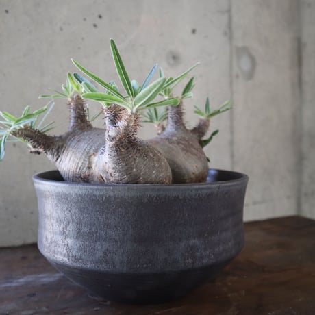 pachypodium gracilius  分頭 031