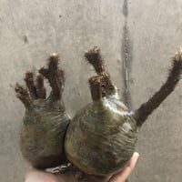 pachypodium gracilius  2頭  202