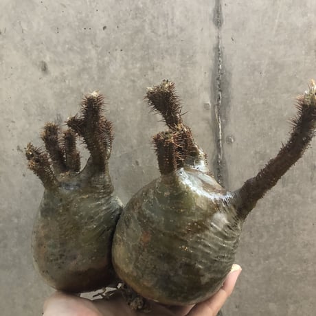 pachypodium gracilius  2頭  202