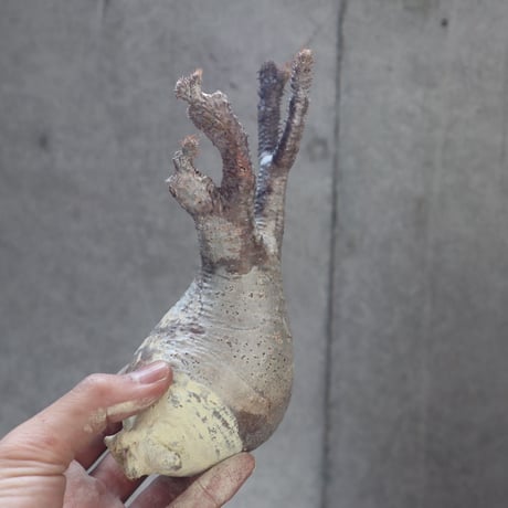pachypodium gracilius   crest 014