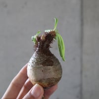 pachypodium gracilius  066