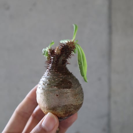 pachypodium gracilius  066