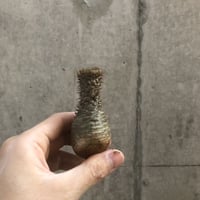pachypodium gracilius  crest 300