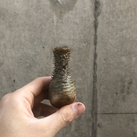 pachypodium gracilius  crest 300