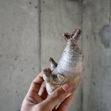 pachypodium gracilius 分頭  007