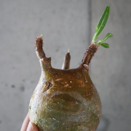 pachypodium gracilius  062