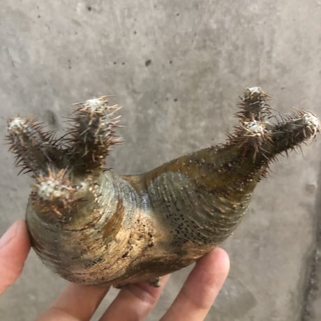 pachypodium gracilius  2頭  201