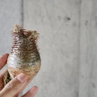pachypodium gracilius  023