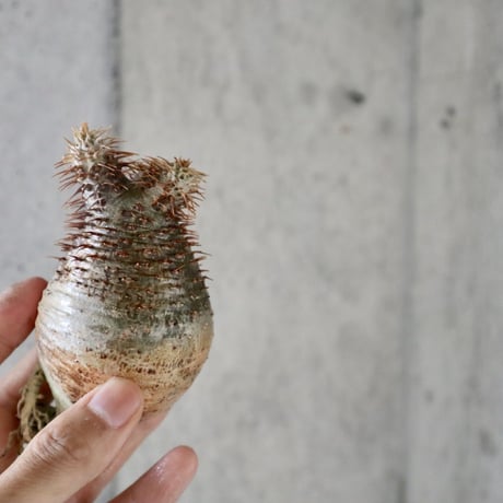 pachypodium gracilius  023