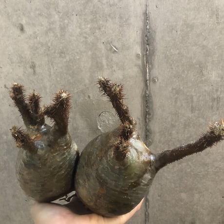 pachypodium gracilius  2頭  202