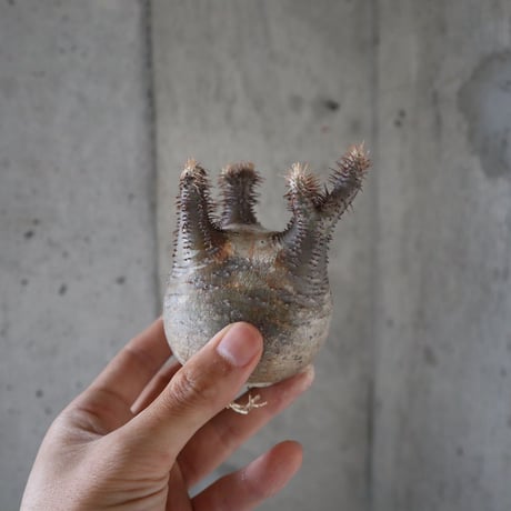 pachypodium gracilius  028