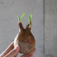 pachypodium gracilius  063