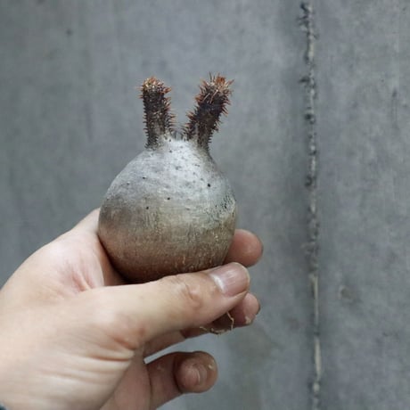pachypodium gracilius 005